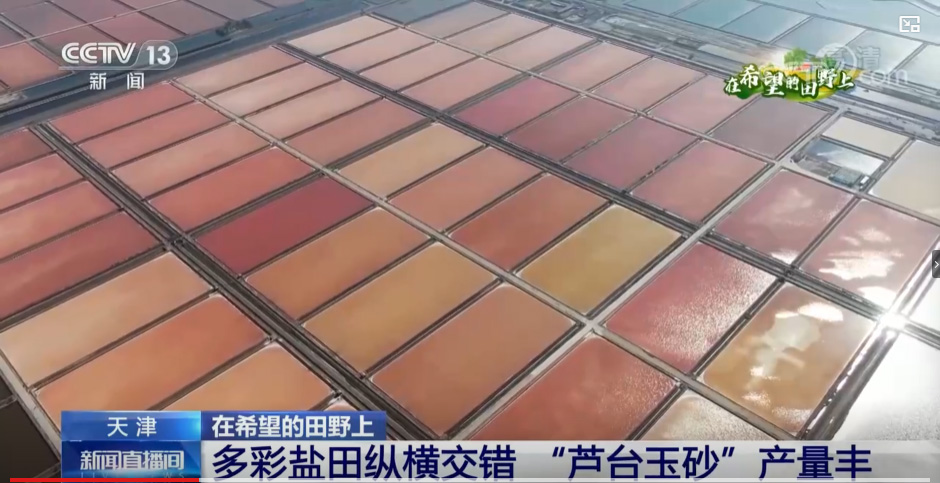 On Hopeful Fields, Colorful Salt Flats Crisscross as ��Lutai Jade Sand�� Yields Bountiful Harvest